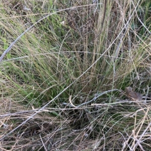 Nassella trichotoma at Watson, ACT - 26 Jun 2023