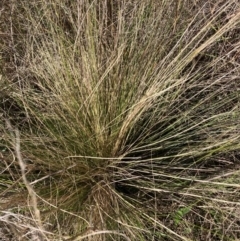 Nassella trichotoma (Serrated Tussock) at The Fair, Watson - 26 Jun 2023 by waltraud