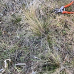 Nassella trichotoma (Serrated Tussock) at Watson, ACT - 26 Jun 2023 by waltraud