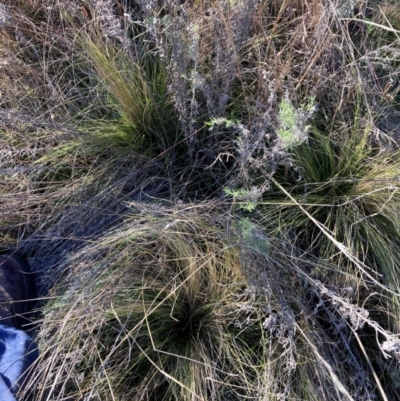 Nassella trichotoma (Serrated Tussock) at The Fair, Watson - 26 Jun 2023 by waltraud