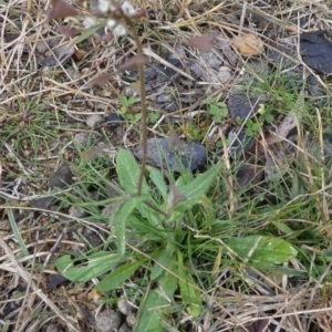 Capsella bursa-pastoris at Queanbeyan West, NSW - 27 Jun 2023