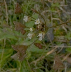 Capsella bursa-pastoris at Queanbeyan West, NSW - 27 Jun 2023