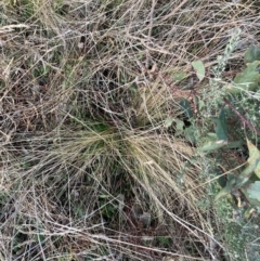 Nassella trichotoma (Serrated Tussock) at Watson, ACT - 26 Jun 2023 by waltraud