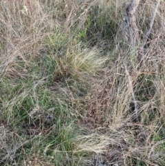 Nassella trichotoma at Watson, ACT - 26 Jun 2023