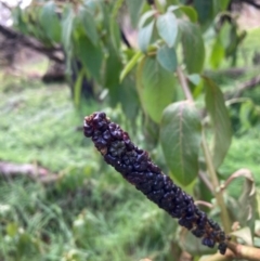 Phytolacca octandra (Inkweed) at Mount Majura - 26 Jun 2023 by waltraud