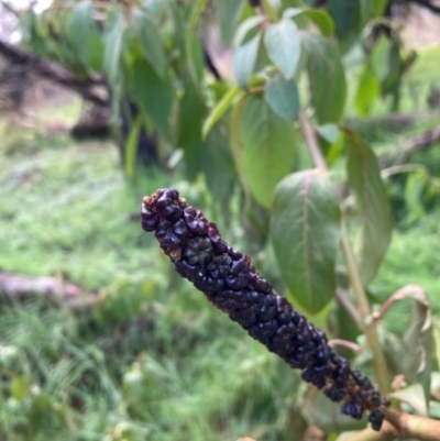 Phytolacca octandra (Inkweed) at Watson, ACT - 26 Jun 2023 by waltraud