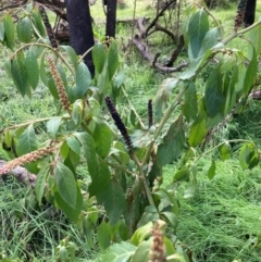 Phytolacca octandra at Watson, ACT - 26 Jun 2023