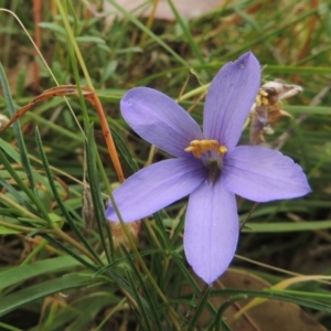 Cheiranthera linearis at Bowning, NSW - 11 Dec 2022