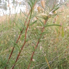 Cheiranthera linearis at Bowning, NSW - 11 Dec 2022