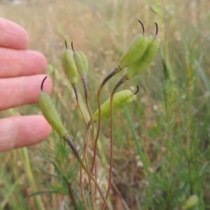 Cheiranthera linearis at Bowning, NSW - 11 Dec 2022