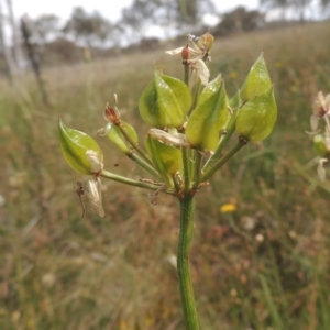 Burchardia umbellata at Bowning, NSW - 11 Dec 2022