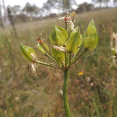 Burchardia umbellata (Milkmaids) at Bowning, NSW - 11 Dec 2022 by michaelb