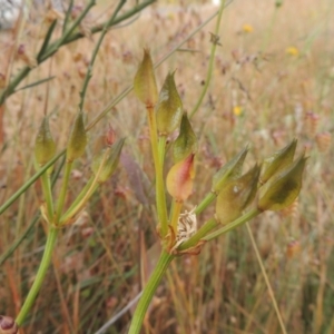 Burchardia umbellata at Bowning, NSW - 11 Dec 2022