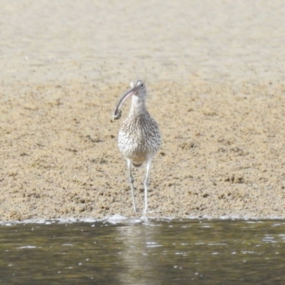 Numenius madagascariensis (Eastern Curlew) at Batemans Marine Park - 27 Jun 2023 by HelenCross