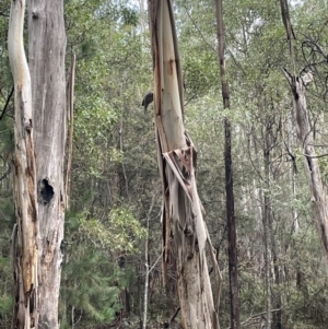 Climacteris erythrops at Coree, ACT - 23 Jun 2023