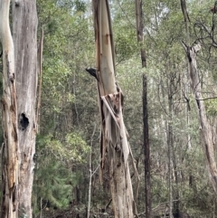 Climacteris erythrops at Coree, ACT - 23 Jun 2023