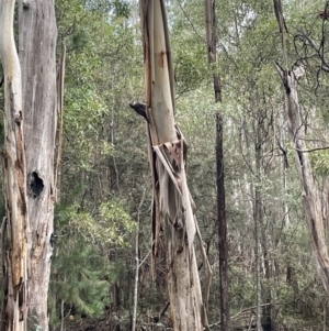 Climacteris erythrops at Coree, ACT - 23 Jun 2023