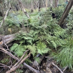 Dicksoniaceae (family) (A Hairy Tree Fern) at Coree, ACT - 23 Jun 2023 by AdamMc