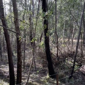 Eucalyptus camphora subsp. humeana at Coree, ACT - 23 Jun 2023