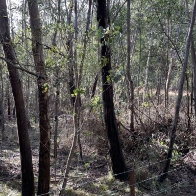 Eucalyptus camphora subsp. humeana (Mountain Swamp Gum) at Coree, ACT - 23 Jun 2023 by AdamMc
