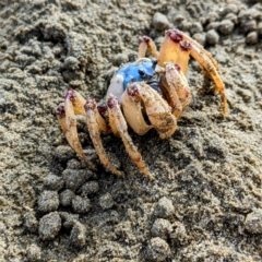 Mictyris longicarpus (Soldier Crab) at Batemans Marine Park - 27 Jun 2023 by HelenCross