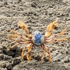 Mictyris longicarpus at Batemans Bay, NSW - 27 Jun 2023