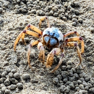 Mictyris longicarpus at Batemans Bay, NSW - 27 Jun 2023