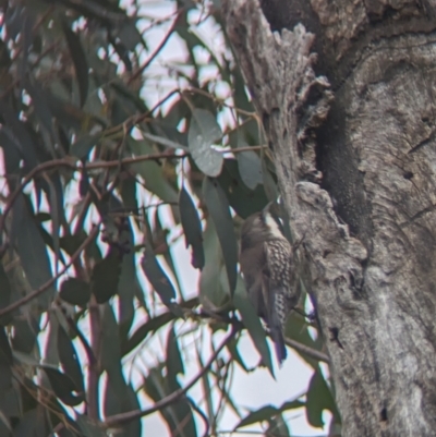 Cormobates leucophaea (White-throated Treecreeper) at Holbrook, NSW - 27 Jun 2023 by Darcy