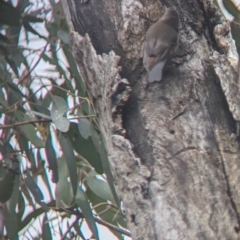 Cormobates leucophaea at Holbrook, NSW - suppressed