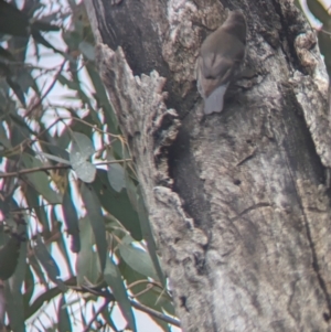 Cormobates leucophaea at Holbrook, NSW - 27 Jun 2023