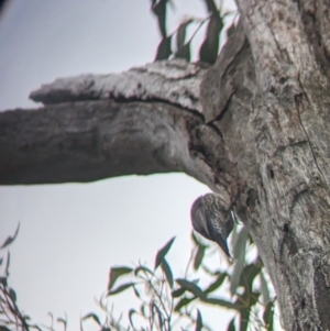 Cormobates leucophaea at Holbrook, NSW - 27 Jun 2023