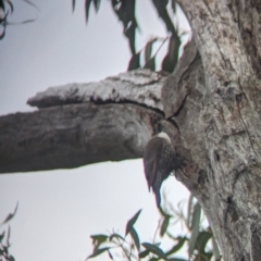 Cormobates leucophaea at Holbrook, NSW - 27 Jun 2023