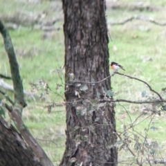 Petroica boodang (Scarlet Robin) at Holbrook, NSW - 27 Jun 2023 by Darcy
