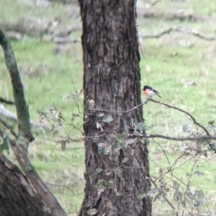 Petroica boodang at Holbrook, NSW - suppressed