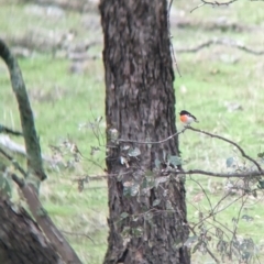 Petroica boodang at Holbrook, NSW - suppressed