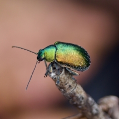 Edusella sp. (genus) (A leaf beetle) at Gibraltar Pines - 29 Dec 2022 by KorinneM