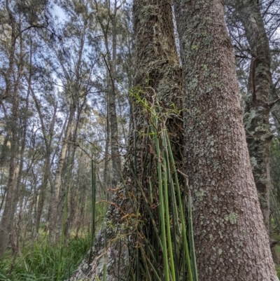 Dockrillia teretifolia (A Rat's Tail Orchid) at Cullendulla Creek Nature Reserve - 27 Jun 2023 by HelenCross