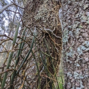 Dockrillia teretifolia at Surfside, NSW - 27 Jun 2023