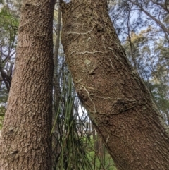 Dockrillia teretifolia at Surfside, NSW - 27 Jun 2023