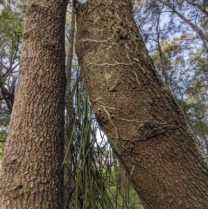 Dockrillia teretifolia at Surfside, NSW - suppressed