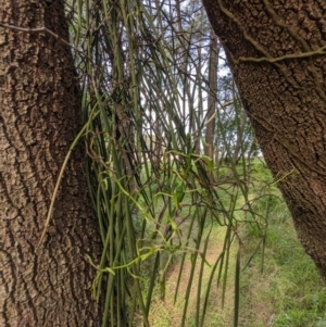 Dockrillia teretifolia at Surfside, NSW - 27 Jun 2023