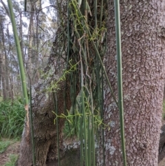 Dockrillia teretifolia at Surfside, NSW - 27 Jun 2023