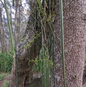 Dockrillia teretifolia at Surfside, NSW - suppressed