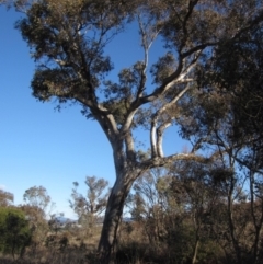Eucalyptus blakelyi (Blakely's Red Gum) at Whitlam, ACT - 24 Jun 2023 by pinnaCLE