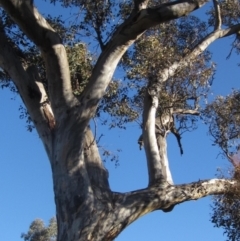 Eucalyptus blakelyi at Whitlam, ACT - 24 Jun 2023 03:17 PM