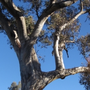 Eucalyptus blakelyi at Whitlam, ACT - 24 Jun 2023