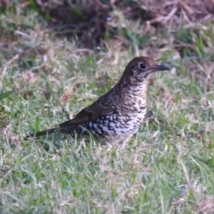 Zoothera lunulata at Mogood, NSW - 26 Jun 2023 05:01 PM