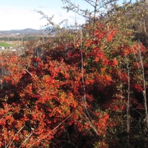 Pyracantha fortuneana at Molonglo Valley, ACT - 24 Jun 2023