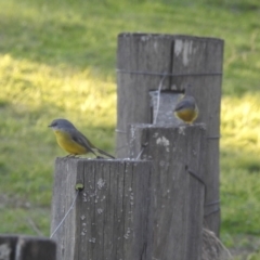 Eopsaltria australis (Eastern Yellow Robin) at Mogood, NSW - 26 Jun 2023 by HelenCross