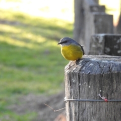 Eopsaltria australis at Mogood, NSW - 26 Jun 2023